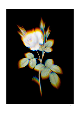 Prism Shift White Misty Rose Botanical Illustration o