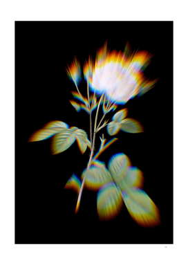 Prism Shift White Provence Rose Botanical Illustratio