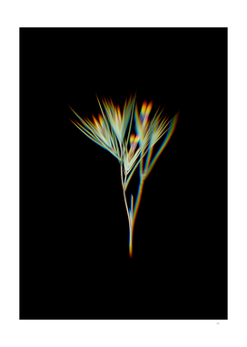 Prism Shift Witsenia Maura Botanical Illustration on