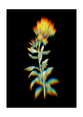 Prism Shift Yellow Wallflower Bloom Botanical Illustration