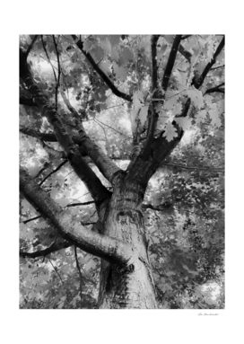 closeup big tree branches in black and white