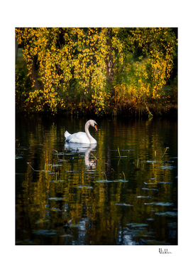 Swan in Autumn Lake