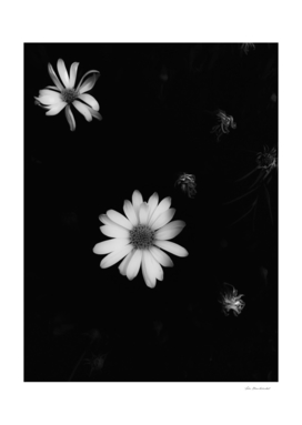 blooming flower garden in black and white