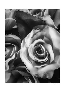 blooming rose texture background in black and white
