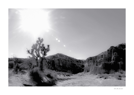 cactus in desert with summer sunlight at Red Rock Canyon