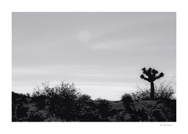 cactus in desert at Red Rock Canyon, California