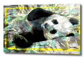 Panda animal street art retro