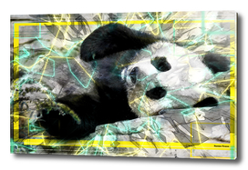 Panda animal street art retro