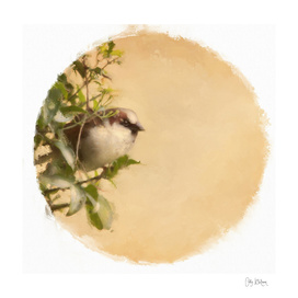 sparrow 20
