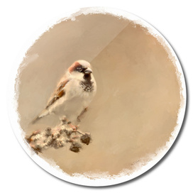 sparrow 21