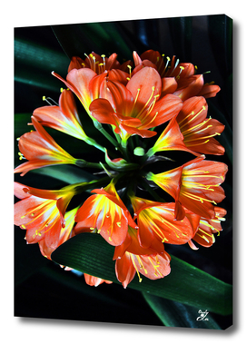 Clivia Miniata. Orange Flowered Form.