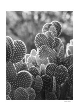 The Cacti Cactus B&W