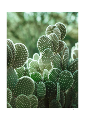 The Cacti Cactus