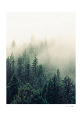 The Fog And The Forest II
