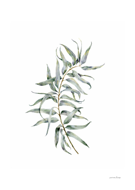 Watercolor Eucalyptus IV