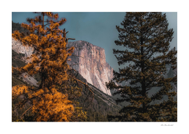 Autumn tree with mountain view at Yosemite