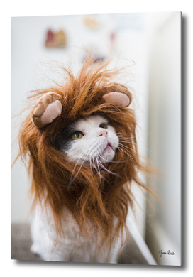 Cat lion