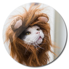 Cat lion