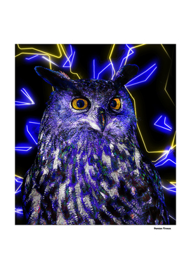 Owl Animals Nature - Electric Neon