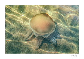 JellyFish at Transparent Water