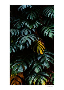 the dark green leaves in the rainforest