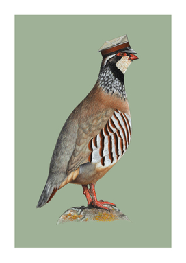 Red-legged partridge