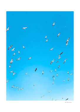 flying birds over the blue sky
