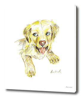 Cooper Golden Retriever Puppy