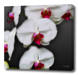 Pink and White Orchids