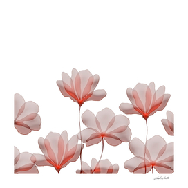 Transparent flowers in pink