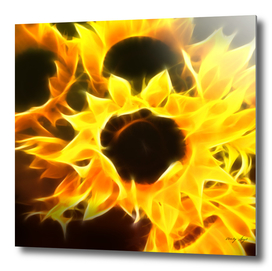 Flame Petal Sunflower