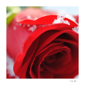 Red Rose With Snow Crystals