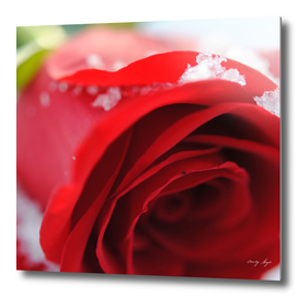 Red Rose With Snow Crystals