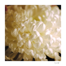 White Flower Satin Petals