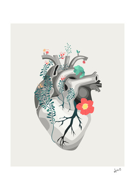 Vegetal heart