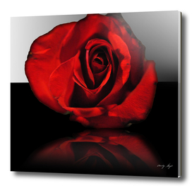 Red Rose Reflection