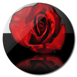 Red Rose Reflection