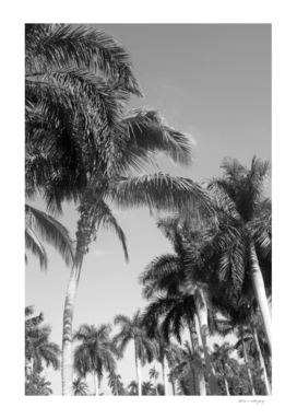 Floridian Palm Tree Vibes #4 #tropical #wall #decor #art