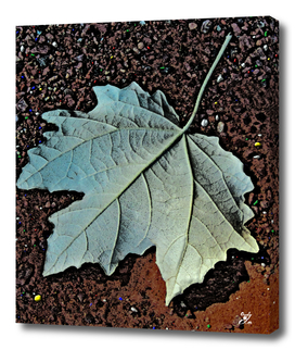 Maple Leaf.