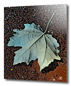 Maple Leaf.