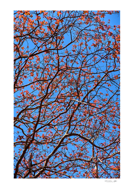 The red leaves in the early spring