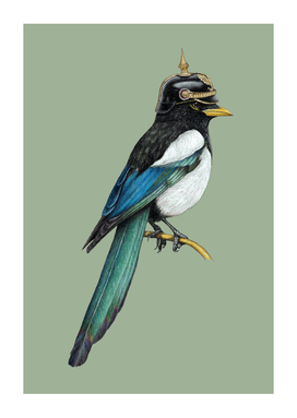 Yellow-billed magpie