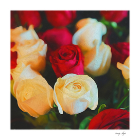 Red and White Roses 2