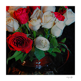 Red and White Roses 3