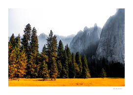 pine tree with mountains background at Yosemite