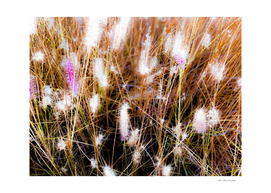 Closeup blooming pink grass flowers field abstract