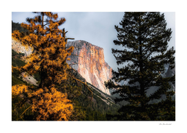 Mountains with autumn tree Yosemite national park