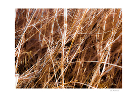 dry brown grass field texture abstract background