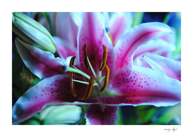 Pink and white Lily