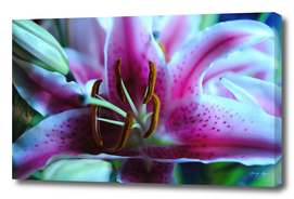 Pink and white Lily